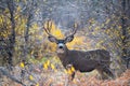 Mule deer buck in the woods Royalty Free Stock Photo