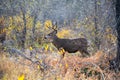 Mule deer buck in the woods Royalty Free Stock Photo