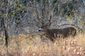 Mule deer buck in the woods Royalty Free Stock Photo