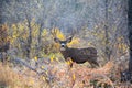 Mule deer buck in the woods Royalty Free Stock Photo