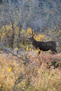 Mule deer buck in the woods Royalty Free Stock Photo