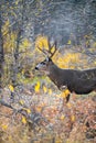 Mule deer buck in the woods Royalty Free Stock Photo