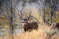 Mule deer buck in the woods Royalty Free Stock Photo