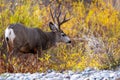 Mule deer buck in the woods Royalty Free Stock Photo