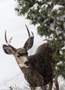 Mule Deer Royalty Free Stock Photo