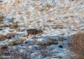 Nice Mule Deer Buck in Winter in Wyoming Royalty Free Stock Photo