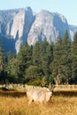 Mule deer buck in Yosemite Valley. Royalty Free Stock Photo