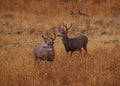 Mule Deer Bucks on Alert Royalty Free Stock Photo