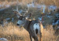 Mule Deer Bucks with Eyes Closed Royalty Free Stock Photo