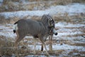 Mule Deer Bucks Fighting in Oregon Royalty Free Stock Photo