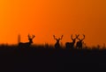 Mule Deer Bucks Silhoutted Royalty Free Stock Photo