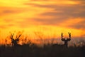 Mule Deer Bucks Silhoutted in Sunset