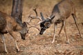 Mule deer bucks sparring with antlers locked (Odocoileus hemionus), California, Yosemite National Park, Taken 09/2013 Royalty Free Stock Photo