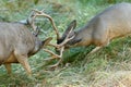 Mule deer bucks sparring Royalty Free Stock Photo