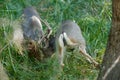 Mule deer bucks sparring Royalty Free Stock Photo