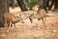 Mule deer bucks sparring Royalty Free Stock Photo