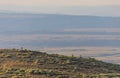 Mule Deer Bucks in Summer in Colorado