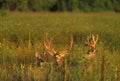 Mule Deer Bucks in Velvet Royalty Free Stock Photo