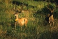 Mule Deer Bucks in Velvet Royalty Free Stock Photo