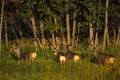 Mule Deer Bucks in Velvet Royalty Free Stock Photo