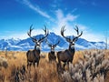 Mule deer bucks wildlife herd buck antler Royalty Free Stock Photo