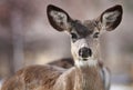 Mule Deer Close up taken in Genoa, Nevada Royalty Free Stock Photo