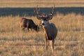 Mule Deer on the Colorado Prairie Royalty Free Stock Photo