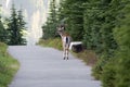 Mule deer on countryside road Royalty Free Stock Photo