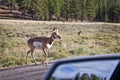 Mule deer crossing a road, Bryce canyon, Utah Royalty Free Stock Photo