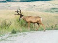 Mule deer crossing the road Royalty Free Stock Photo