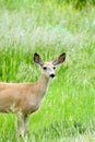 Mule deer doe Royalty Free Stock Photo