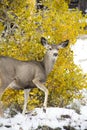 Mule Deer Doe Royalty Free Stock Photo