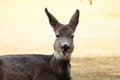 Mule deer doe is chewing dry grass in spring