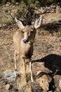 Mule Deer Doe closeup in grassy meadow in Rocky Mountains Royalty Free Stock Photo