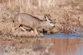 Mule deer doe crossing stream Royalty Free Stock Photo