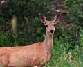 Mule Deer Doe eating grass in a mountain meadow Royalty Free Stock Photo