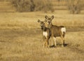 Mule Deer Doe and Fawn Royalty Free Stock Photo