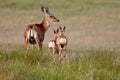 Mule Deer doe with fawns Royalty Free Stock Photo