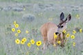 Mule Deer Doe Feeding on Prairie Sunflower Royalty Free Stock Photo