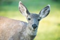 Mule Deer Doe - Head Portrait in Spring - Loosing the Winter Fur