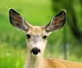 Mule Deer Doe Head Shot