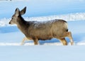 Doe Mule Deer Sauntering Through Midwinters Snow