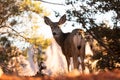 Mule deer doe between juniper trees horizontal image Royalty Free Stock Photo