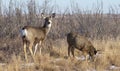Mule deer doe keeping watch over fawn Royalty Free Stock Photo