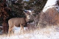 Mule deer doe looking for food Royalty Free Stock Photo