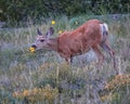 Mule Deer Doe Nibbling on Prairie Sunflower