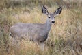 Mule Deer Doe in Prairie Grass Royalty Free Stock Photo