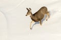 Mule Deer Doe in the Snow in Badlands National Park Royalty Free Stock Photo