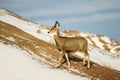 Mule Deer Doe in the Snow in Badlands National Park Royalty Free Stock Photo