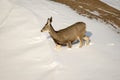 Mule Deer Doe in the Snow in Badlands National Park Royalty Free Stock Photo